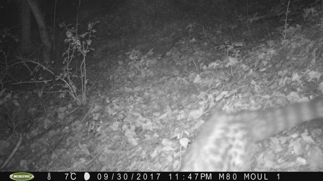 Genette - Actualité Mosaique Environnement