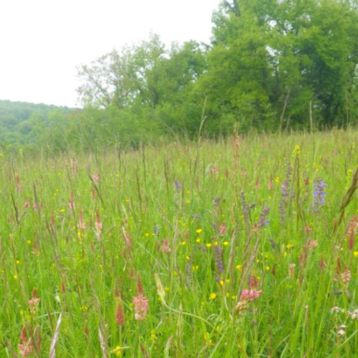 Cartographie Habitat – Vallée Loue Cartographie Habitat - Vallée Loue