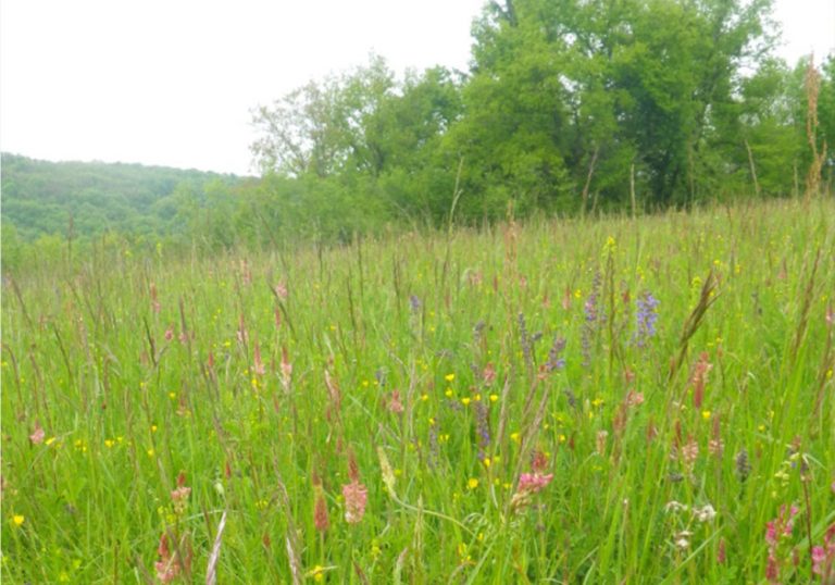 Cartographie Habitat - Vallée Loue