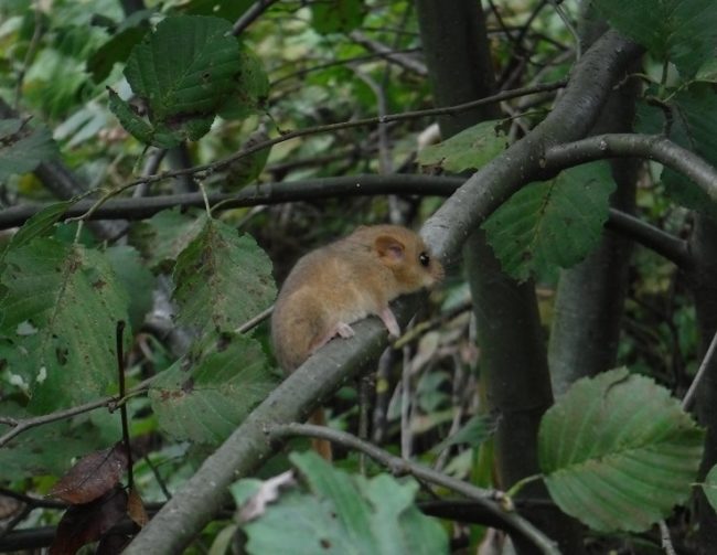 Tubes nichoirs muscardin