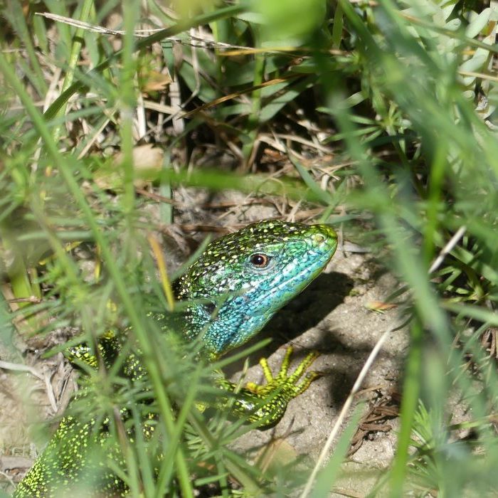 19-800 lézard1000x700 lezard